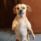 Cachorro caramelo dançando